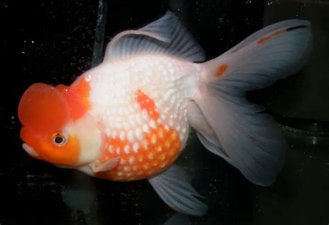 紅龍位|金魚&水族快訊Goldfish & Aquarium Messages